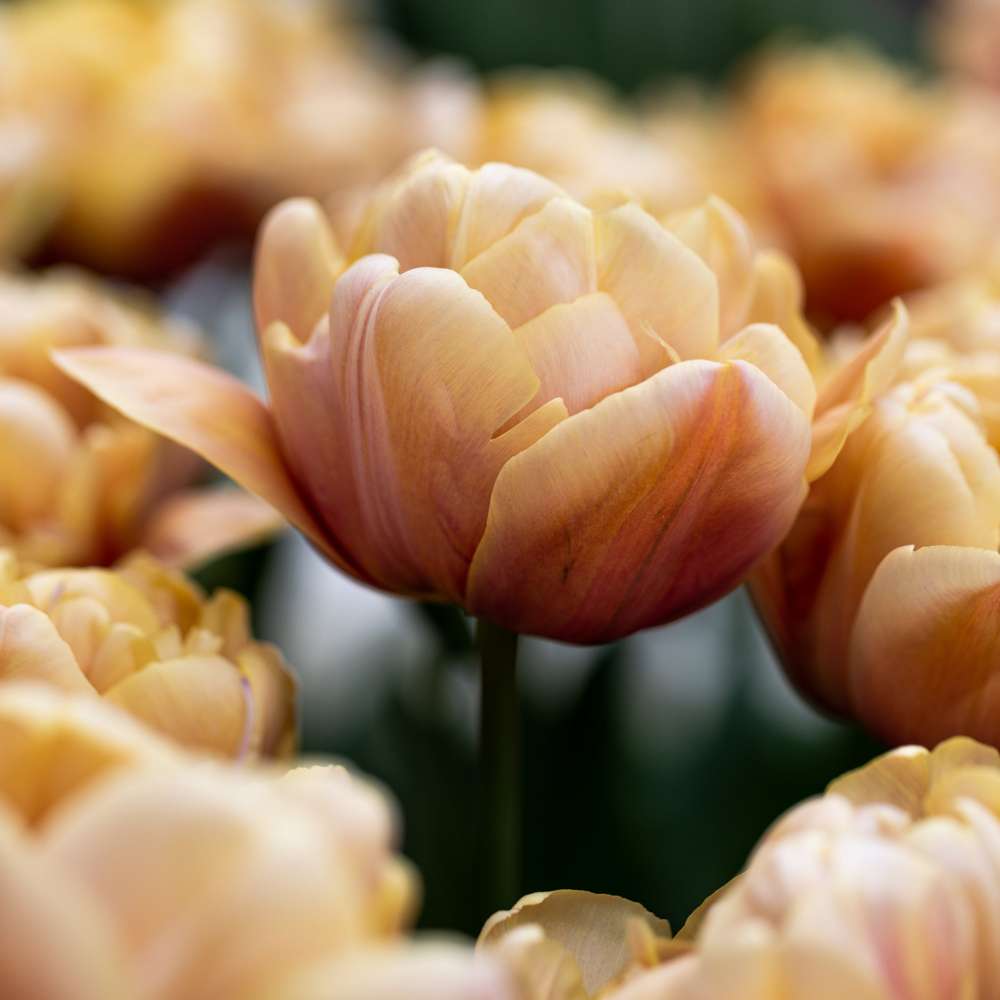 Tulppaani 'La Belle Époque'